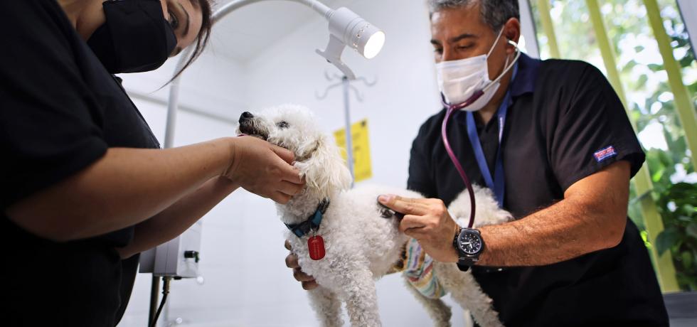 Gobierno destina más de $500 millones a 52 ONG’s animalistas del país