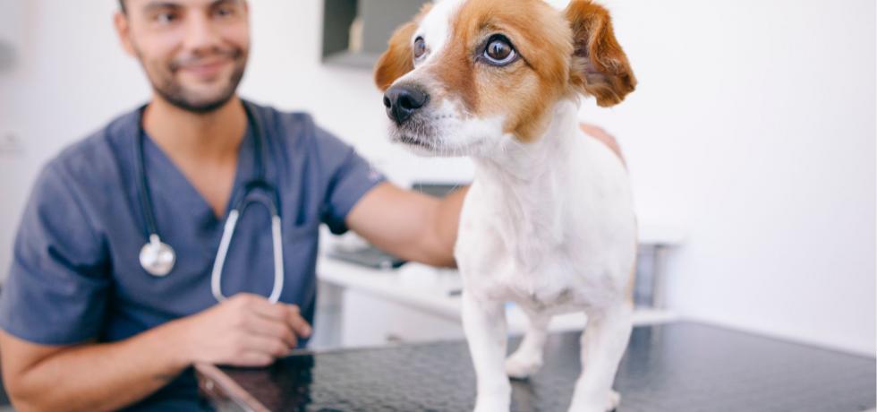 Más de 58 mil perros y gatos serán intervenidos de forma gratuita a lo largo de todo el país Más de 58 mil perros y gatos serán intervenidos de forma gratuita a lo largo de todo el país