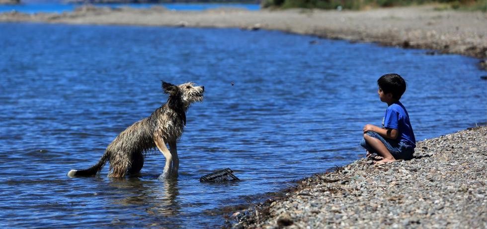 45,5% de las personas en O’Higgins viajan en vacaciones con sus mascotas