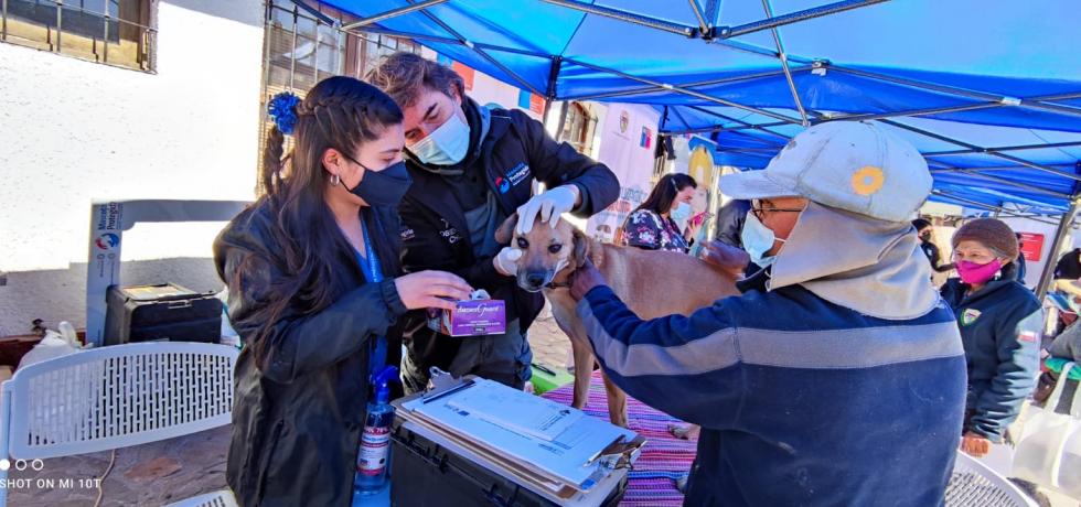 Putre y Visviri fueron protagonistas de operativo para mascotas liderado por Sebastián Jiménez Putre y Visviri fueron protagonistas de operativo para mascotas liderado por Sebastián Jiménez