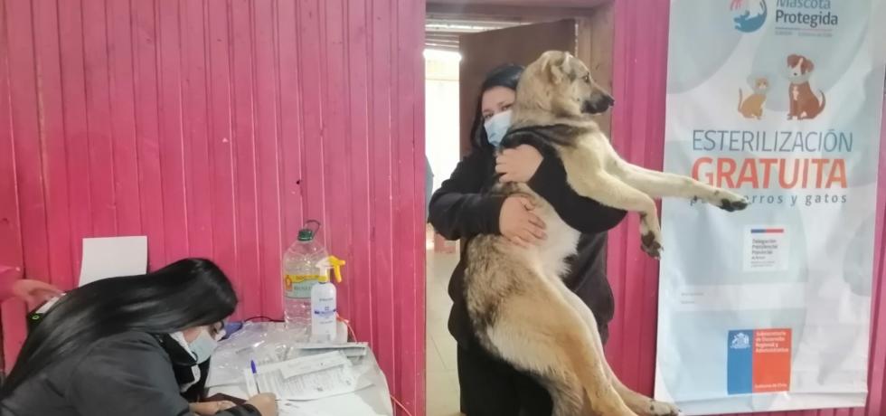 100% de los perros y gatos de Isla Mocha serán esterilizados en operativo de Subdere 100% de los perros y gatos de Isla Mocha serán esterilizados en operativo de Subdere
