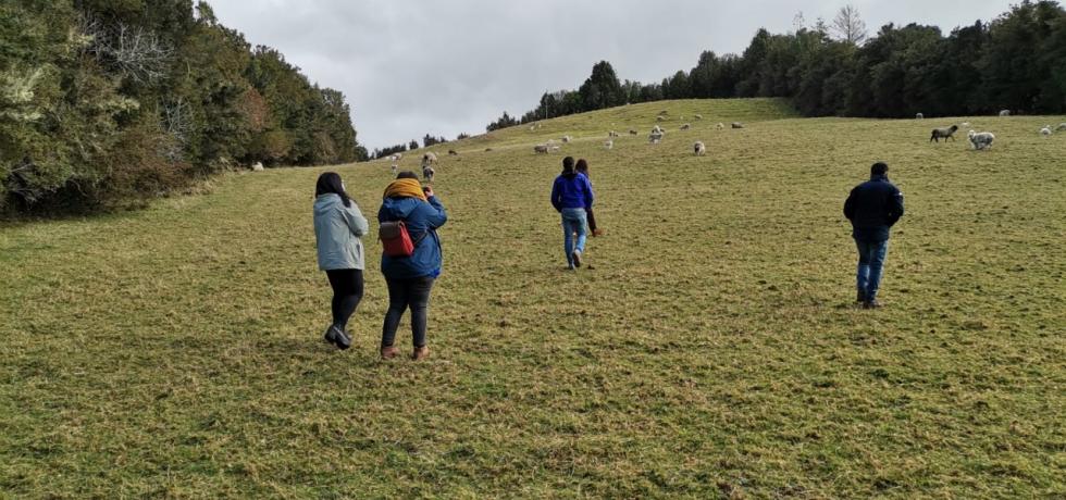 Mascota Protegida e Indap implementarán plan piloto de perros mestizos para cuidar rebaños Mascota Protegida e Indap implementarán plan piloto de perros mestizos para cuidar rebaños