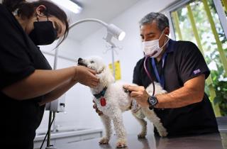 Gobierno destina más de $500 millones a 52 ONG’s animalistas del país