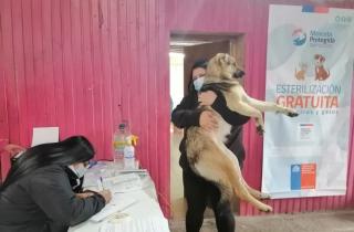 100% de los perros y gatos de Isla Mocha serán esterilizados en operativo de Subdere