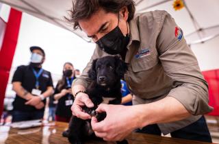 Más de cinco mil esterilizaciones gratuitas se realizaron en Viña del Mar gracias a financiamiento de Subdere