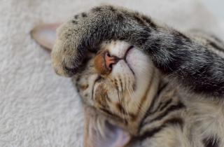 Registro nacional revela aumento en tendencia de adopción de gatos como mascotas